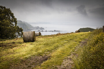 wet hay stack bale for livestock in green beautiful landscape