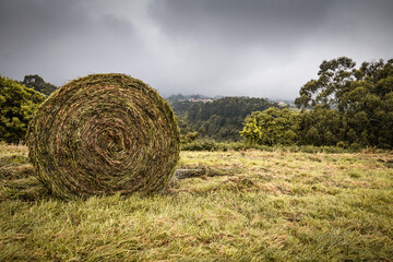 wet hay stack bale for livestock in green beautiful landscape