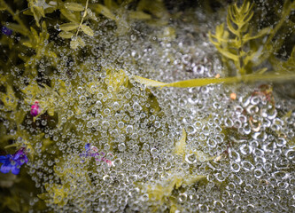 spider's net with raindrops closeup