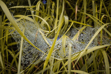 spider's net with raindrops closeup