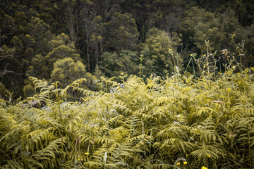 fresh fern in rainy forest, lush colors in summer