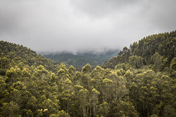 view on the rainy forest in the clouds, graphical ressource