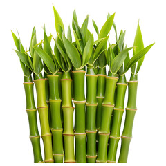 Fototapeta premium bamboo isolated on white background