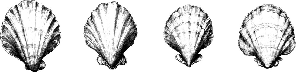 Vintage engraved illustration set of seaweed and shell for ocean-themed design