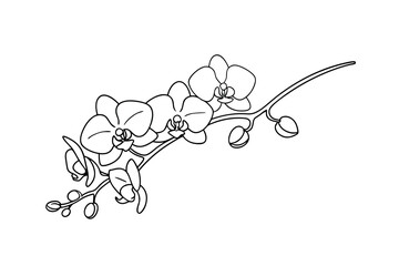 Elegant black and white line art of a blooming orchid branch on white background