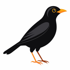 Eurasian Blackbird – Simple Colored Vector on White