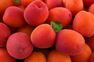 many fresh apricots fruits close up