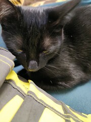 cat lying on the bed