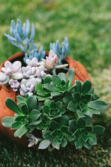 Top view of green, blue and pink succulents in terracotta pot on grass, symbolizing emotional growth, sustainability, self care and mindful outdoor living.