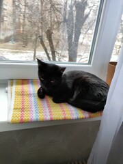 cat on the sofa