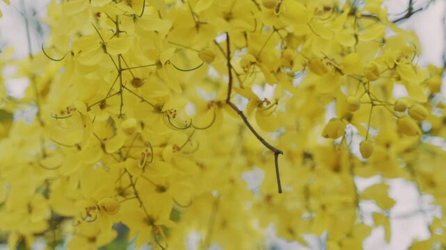 Slow falling Bahava petals from blooming flower bunches, peaceful and natural motion.