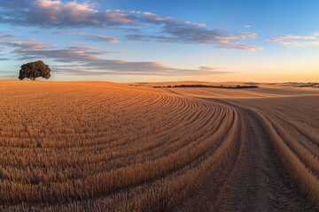 Obraz premium Golden Wheat Field at Sunset under Pink Sky