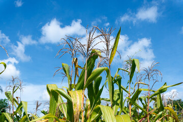 Tall maize crops growing in summer with vibrant green leaves and tassels swaying in the breeze....