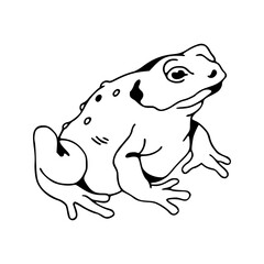 a line art drawing of a frog illustration
