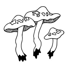 hand-drawn style mushroom group