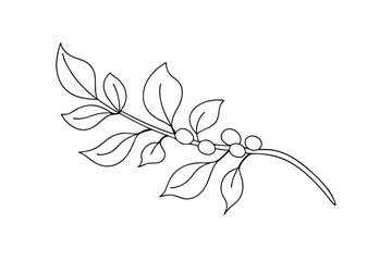 Simple line drawing of coffee branch with berries and leaves