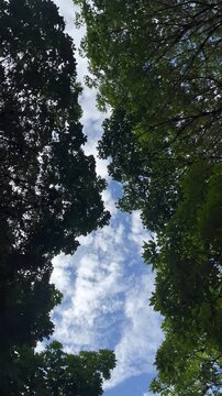 Vertical View of Green Tree Canopies Under Blue Sky and White Clouds