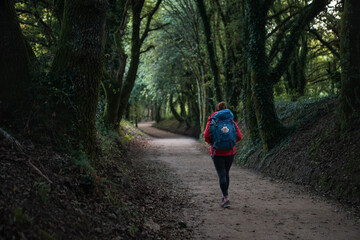 Back view of lonely female backpacker walking along path through forest tree tunnel. Camino Way –...
