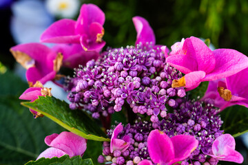 Close-up of the hydrangea in the garden