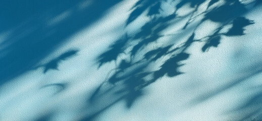 Shadow of leaves on the wall - detailed shadows in late light on light blue facade