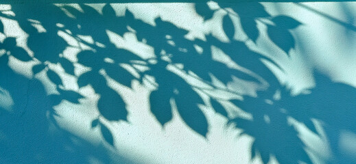 Shadow of leaves on the wall - detailed shadows in late light on light blue facade