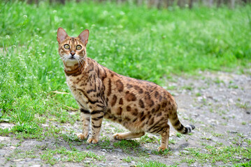Elegant bengal cat  standing in the garden in summer