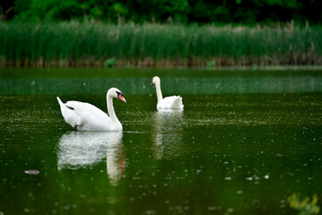 Two white swans floating on the lake ,summer nature
