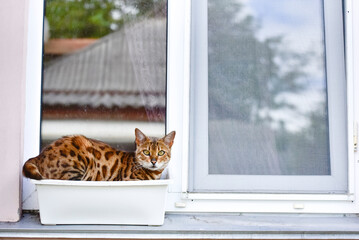 Bengal cat sitting in a pot on a windowsill