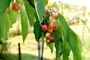 Close-up cherries on a tree. summer harvest
