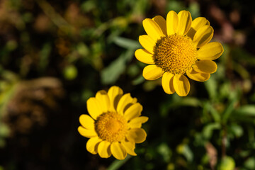 daisy flowers in the garden