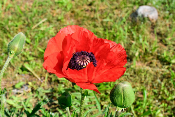 Close-up poppy flower, top view.Nature