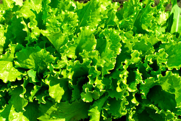 lettuce leaves growing in the garden, greenery.