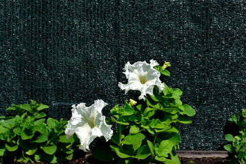 Petunia flower in a pot outdoors, photo
