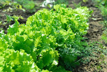 lettuce leaves growing in the garden, greenery.