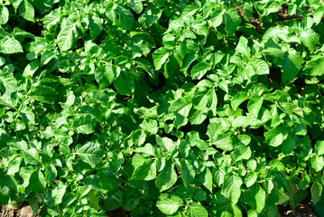 Green bushes of potato sprouts,gardening photo. Agriculture