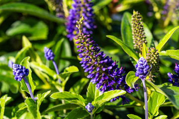 View of the hebe flowers in the garden