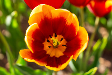 Fototapeta premium close-up of the tulip in the garden