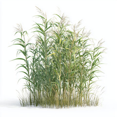 Obraz premium Stunning Lush Green Grassy Plants , isolated on white background png