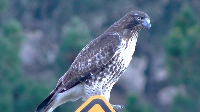 A close-up of a Coopers Hawk in profile perched on a road sign and scanning his surroundings, as seen near Solvang, California.