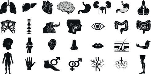  Anatomy glyph icon set. Vector pictograms of body organs, bone, skeleton, spine, eye, ear, nose, mouth, lips, hand, foot, stomach, kidneys, bladder, black sign silhouette illustration