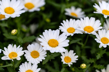 daisy flowers in the garden