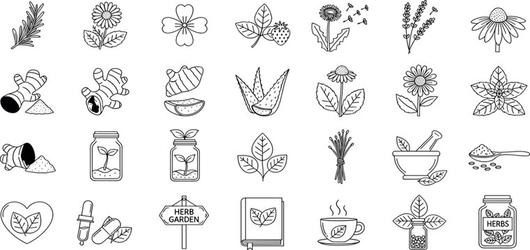 Medicinal herbs line icon set. Vector pictograms of echinacea, ginger, turmeric, lavender, rosemary, calendula, lemon balm, dandelion, st johns wort, thin linear illustration