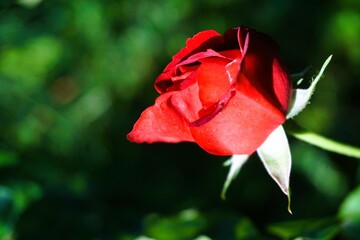 Rote Rose vor grüner Wiese im Garten bei Sonne am Abend im Frühling