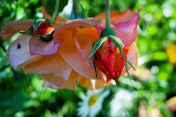 Zwei rote Rosen hängen über orangener großer Rosenblüte an Strauch in Garten bei Sonne am Abend im Frühling
