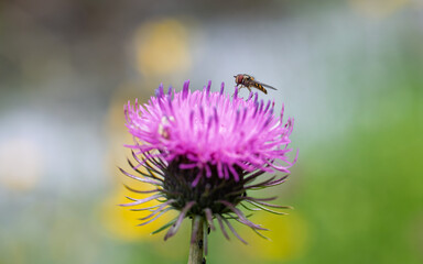Pink thistle flower with hoverfly feeding on it