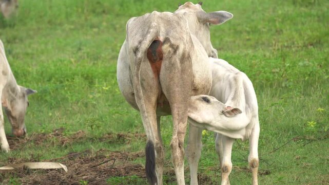 Calf suckles milk from lactating cow in a peaceful rural farmland, showcasing natural bonding and traditional outdoor animal feeding scene.