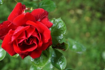 Rote Rose mit grünen Blättern an Strauch vor grüner Wiese in Garten bei Sonne am Abend im Sommer