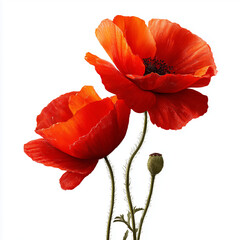 Stunning Red Poppies Illustration , isolated on white background png