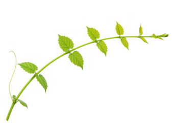 Green vine with leaves isolated on transparent background
