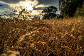 Fototapeta premium Sunset over Ripe Grain Field
